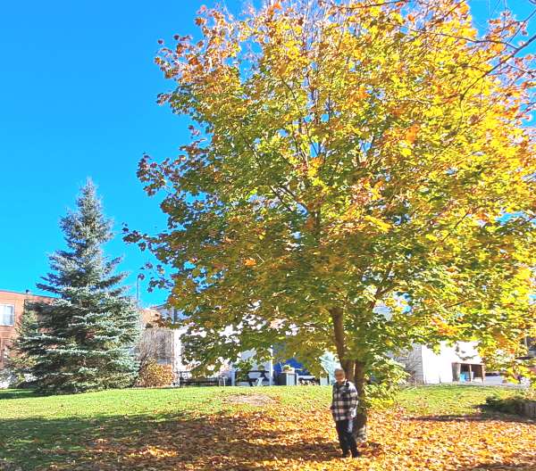 Maple tree at the office